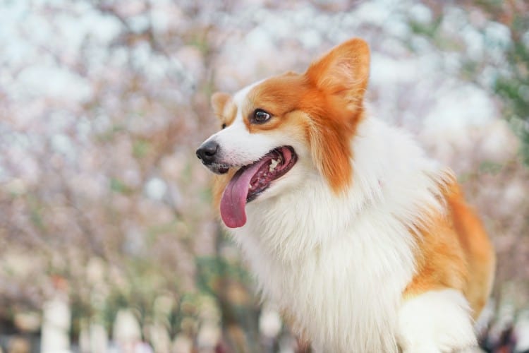 Here, a corgi is clearly wondering "Are Dogs Allowed in Hobby Lobby?"