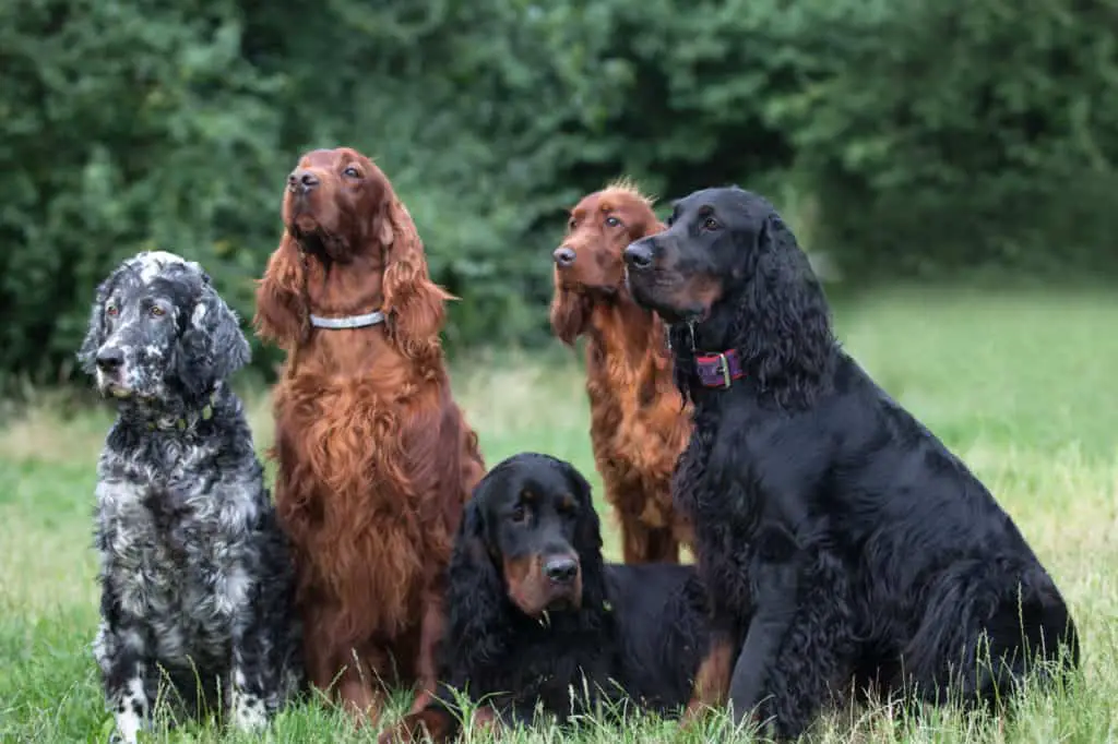 10 Bird Dogs That Make Wonderful Pets - PupHelp