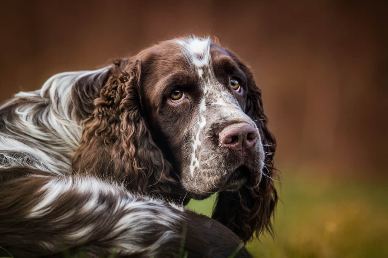 Can You Shave An English Springer Spaniel? - PupHelp