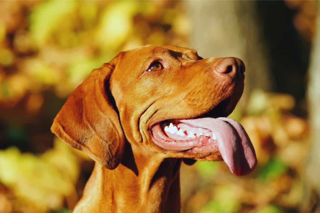 do-vizslas-drool-what-s-normal-and-what-isn-t-puphelp