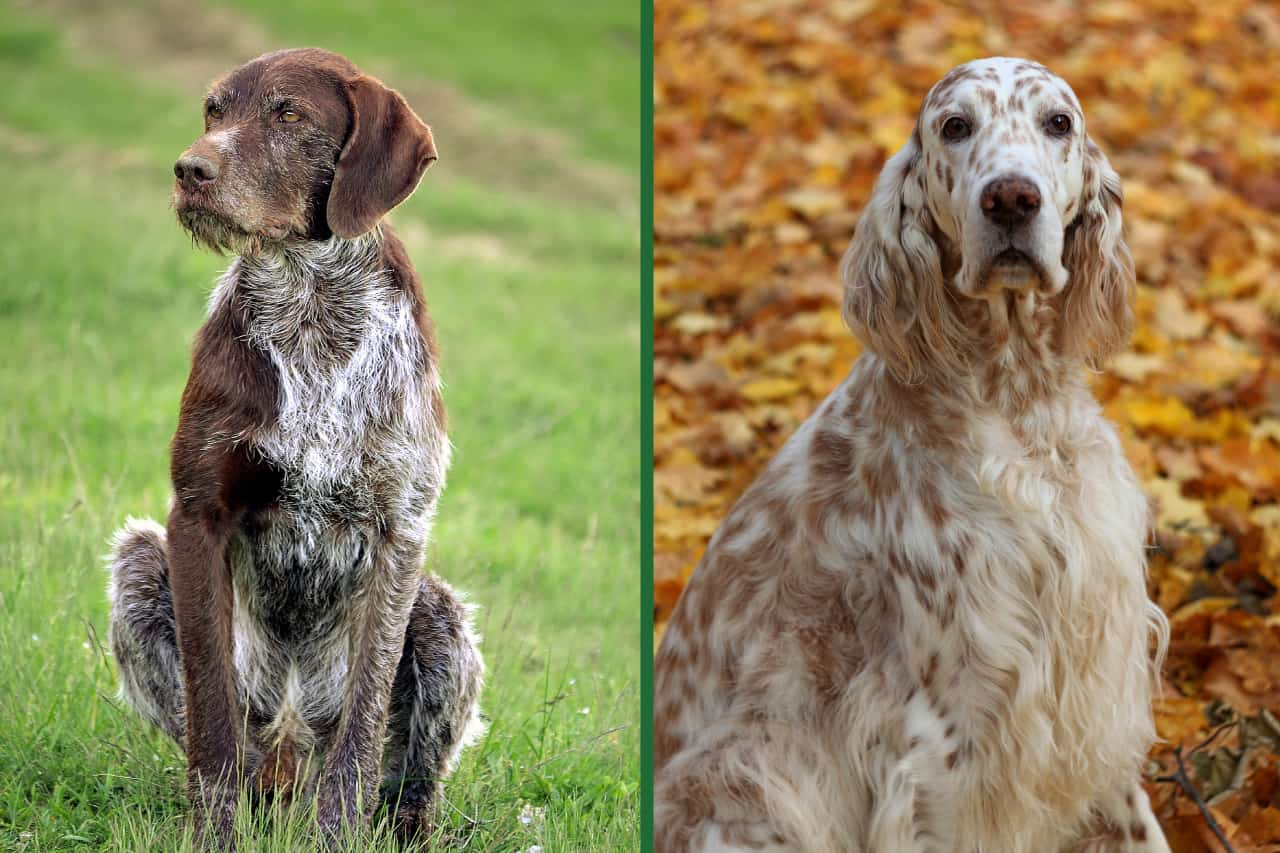 forfremmelse område sav German Pointer Vs. English Setter: What's The Difference? - PupHelp