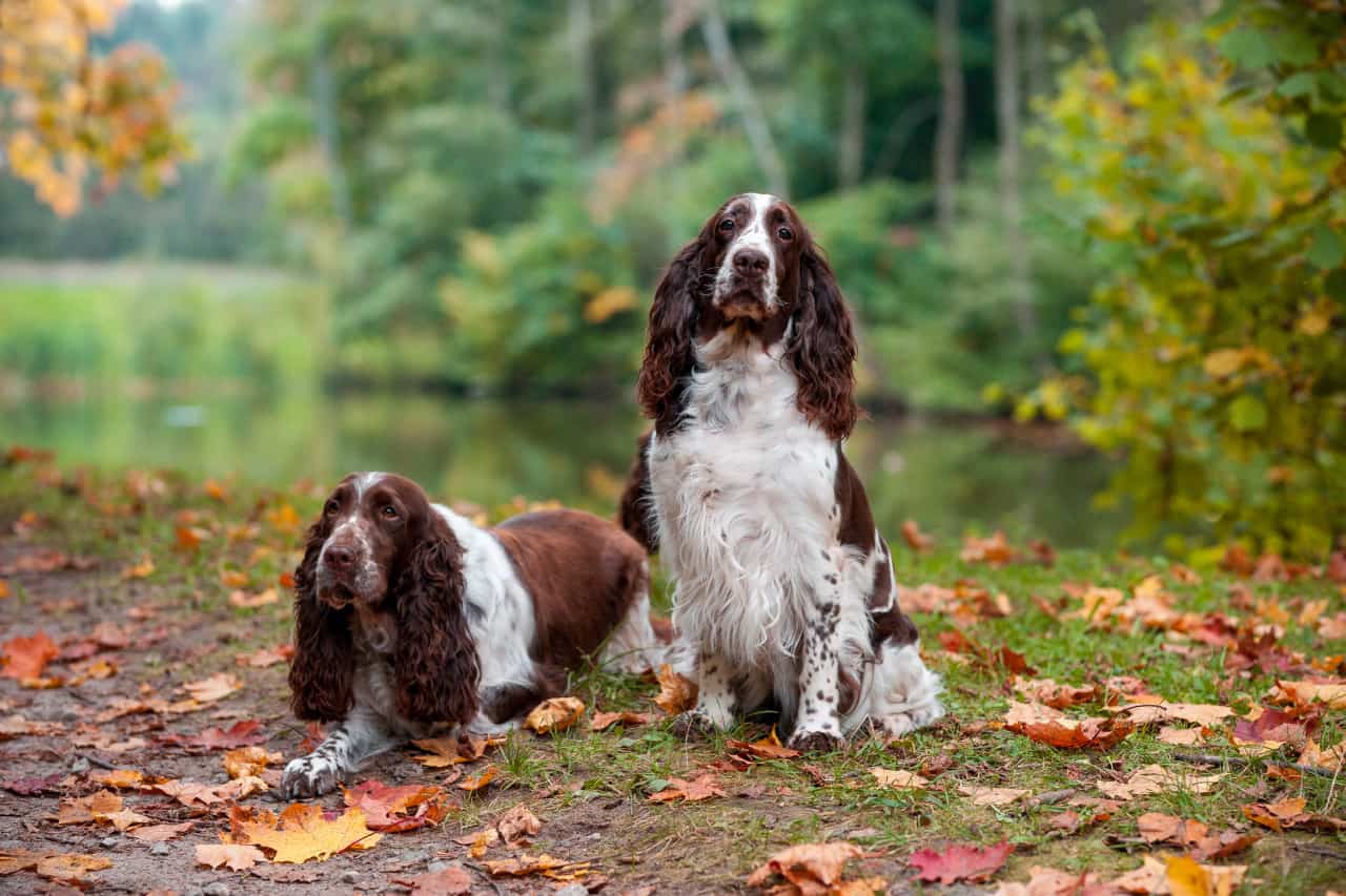 How Much Do English Springer Spaniels Shed? - PupHelp