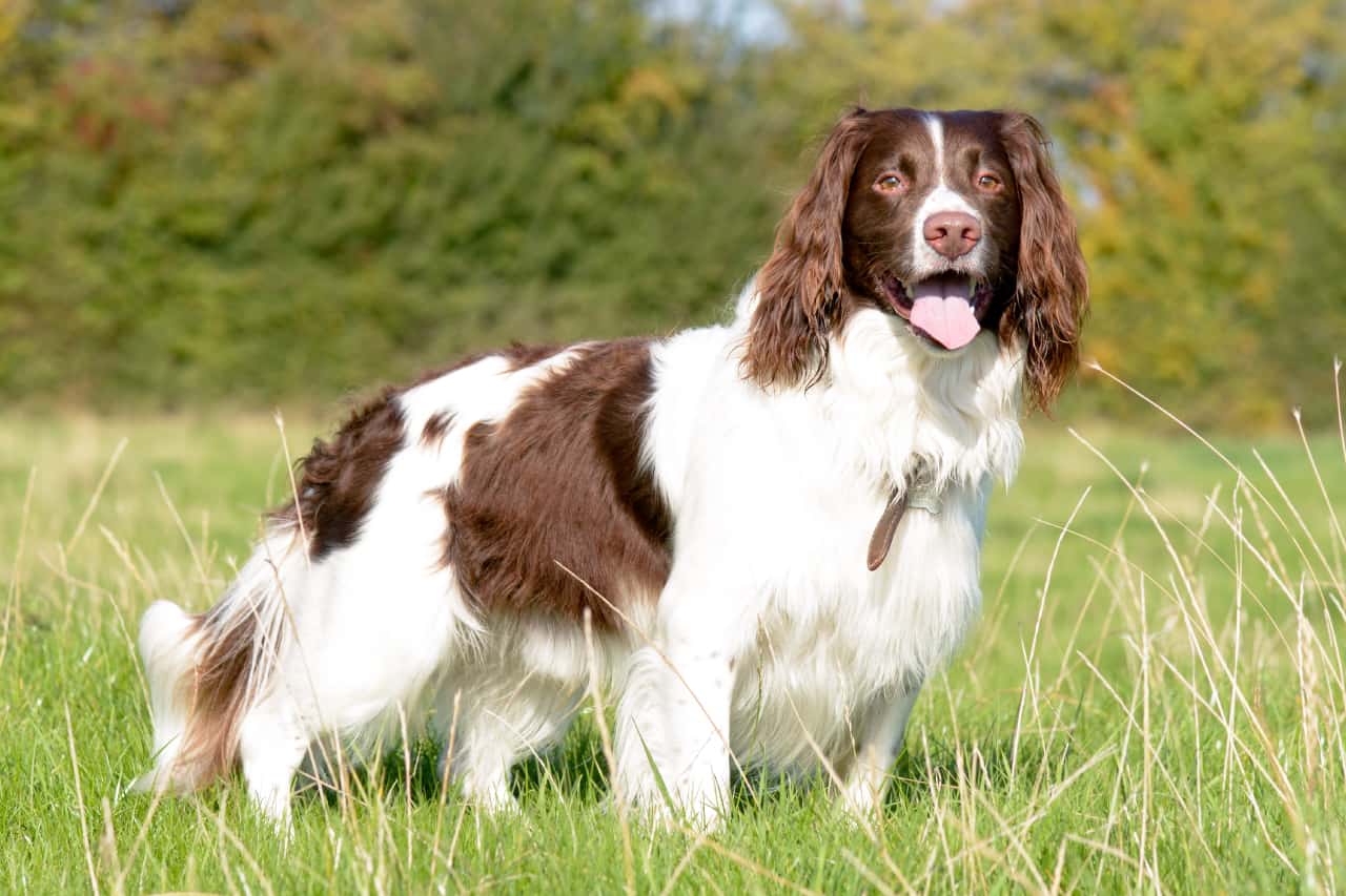 How Much Do English Springer Spaniels Shed 01 