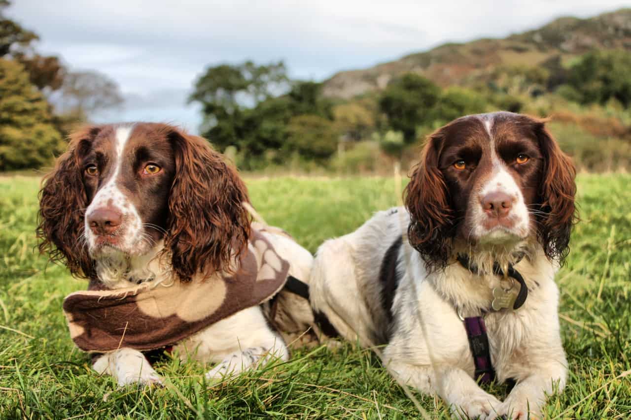 How Much Do English Springer Spaniels Shed? - PupHelp