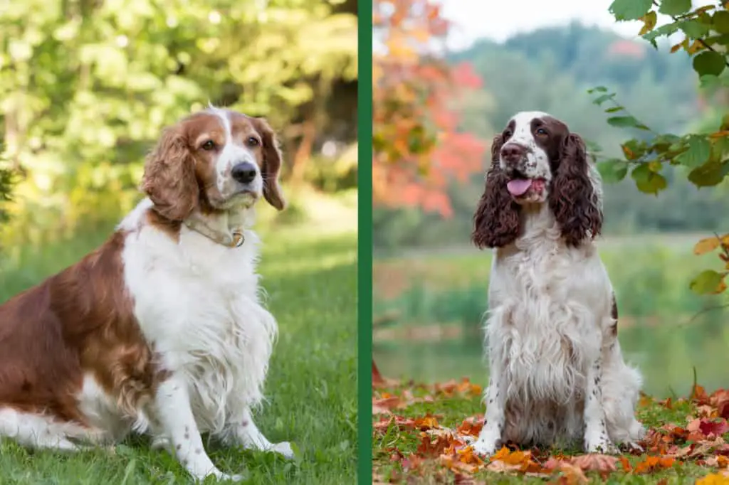 Welsh vs. English Springer Spaniels: What's the difference? - PupHelp