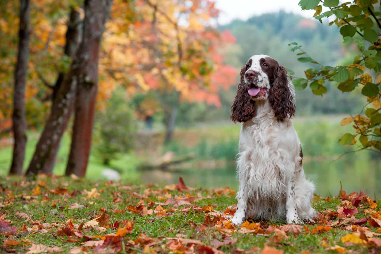 Welsh vs. English Springer Spaniels: What's the difference? - PupHelp