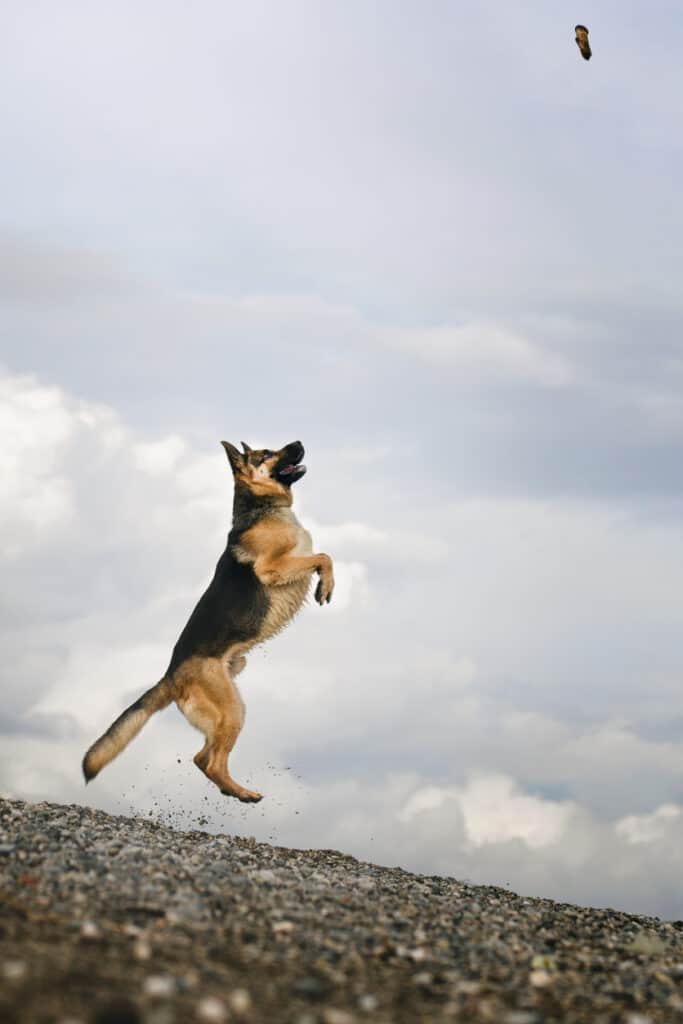 german shepherd jumping