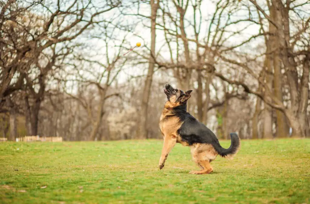 german shepherd jumping for ball