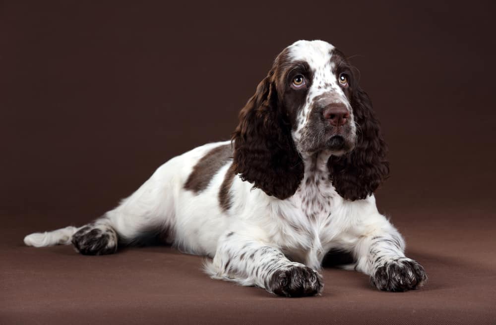 are springer spaniels good house dogs