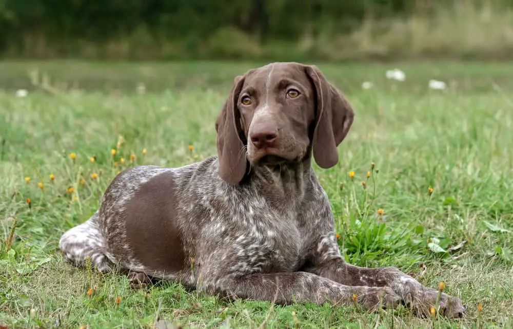 Are German Shorthaired Pointers Good First Dogs? - PupHelp
