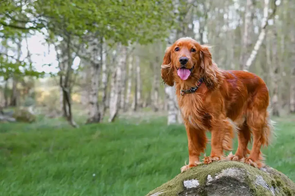 how do i get my cocker spaniel to stop barking