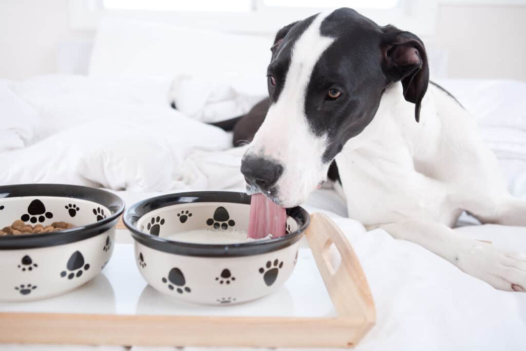 great dane eating and drinking