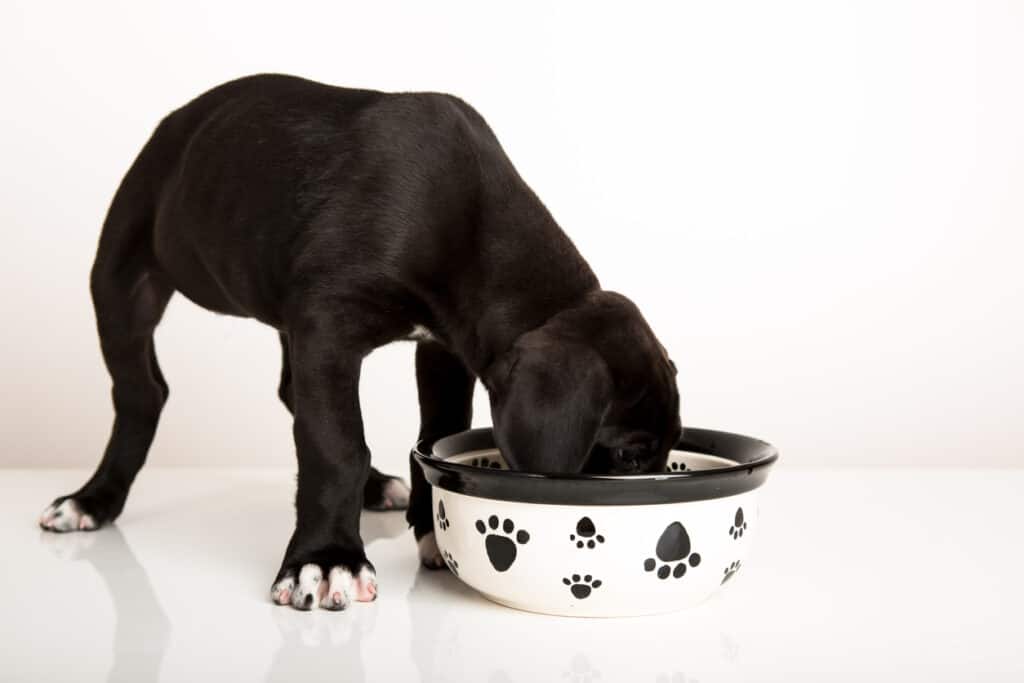 great dane puppy eating food