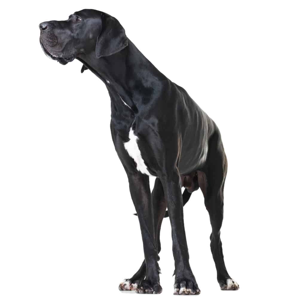 great dane standing and looking at something