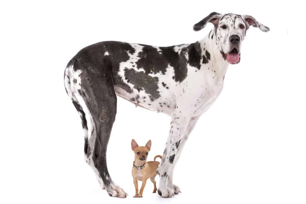 great dane standing over a dog