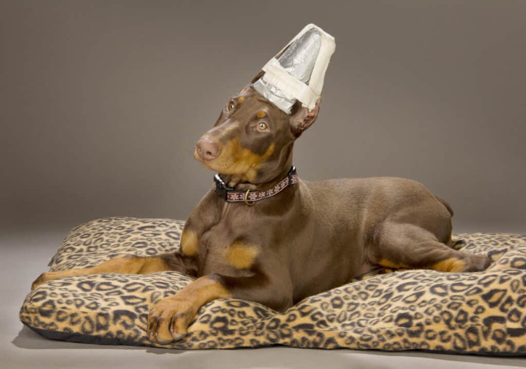 dog with cup on head holding ears up