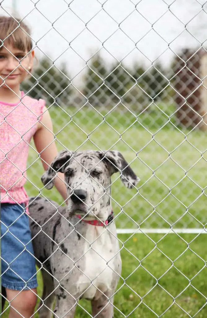 great dane and owner in a cage