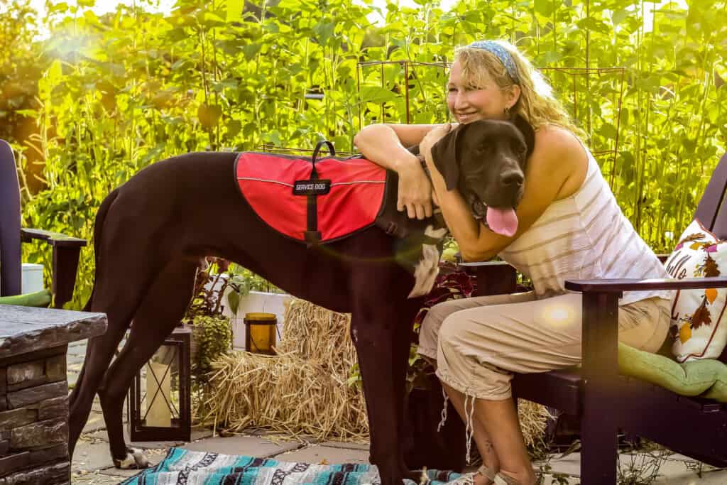 great dane being loved on