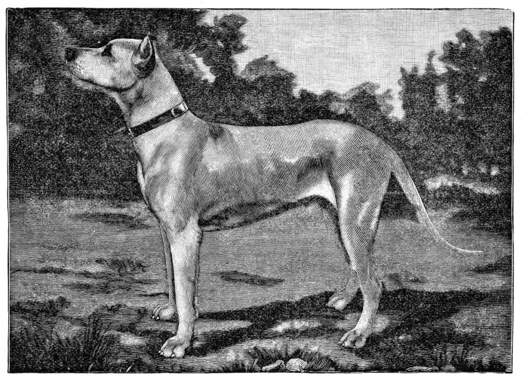 great dane in blaack and white