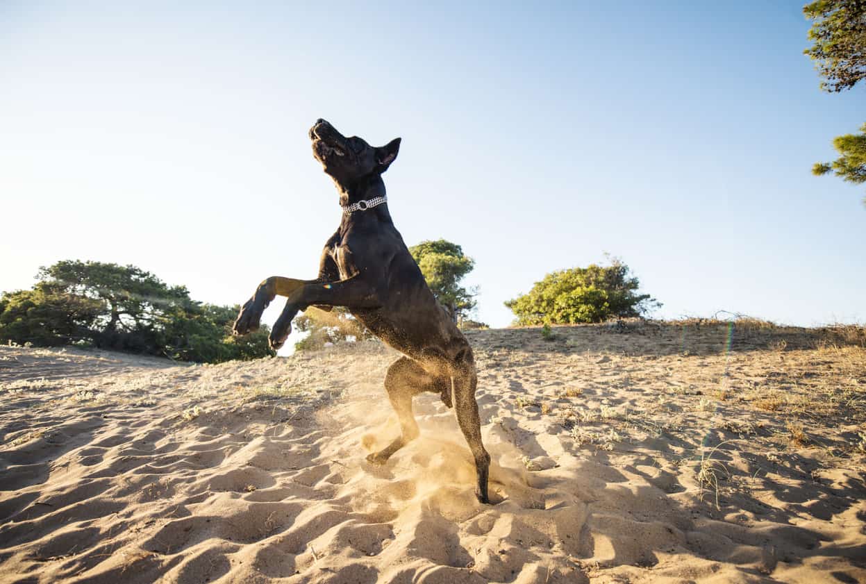 great dane jumping in sand