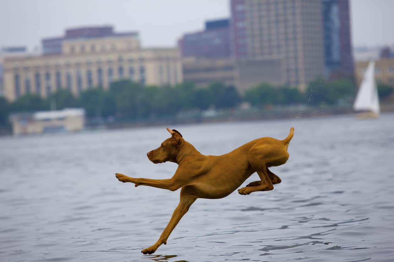 great dane jumping into water