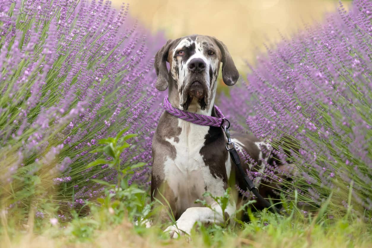 great dane laying in flowers