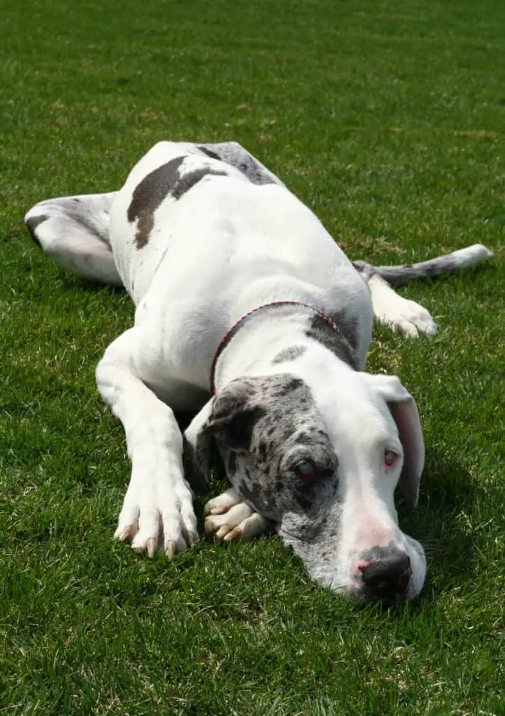 great dane laying in grass out of heat