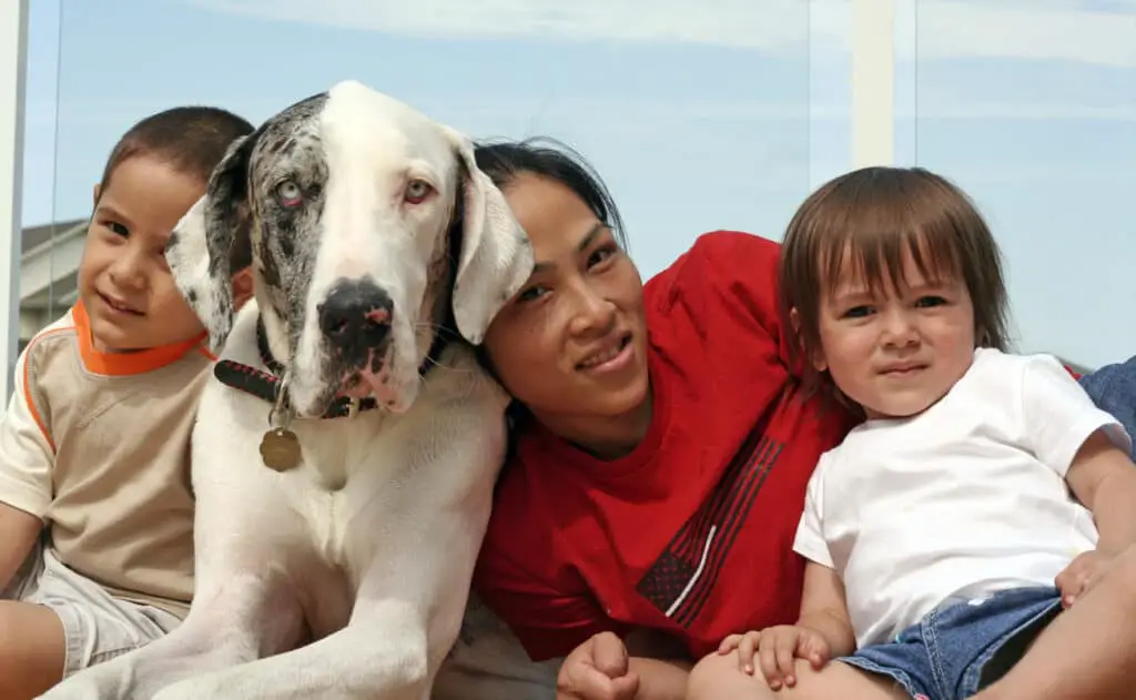 great dane mix whit its family