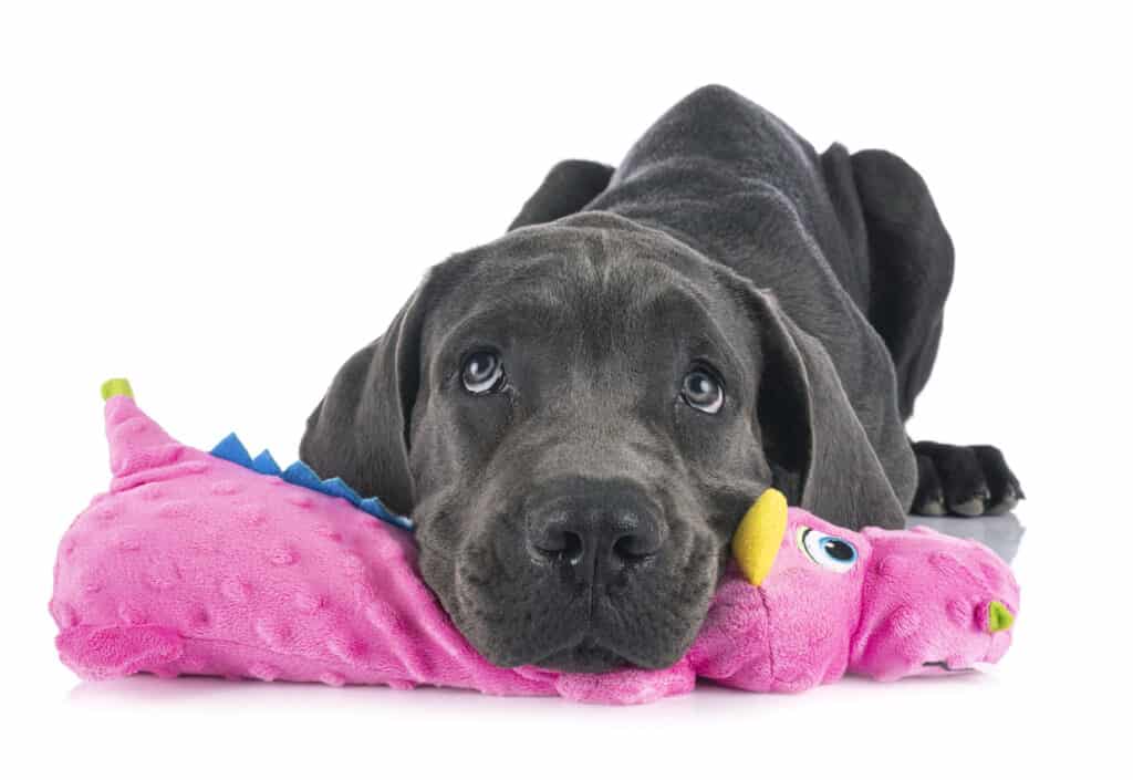 great dane puppy chewing on toy