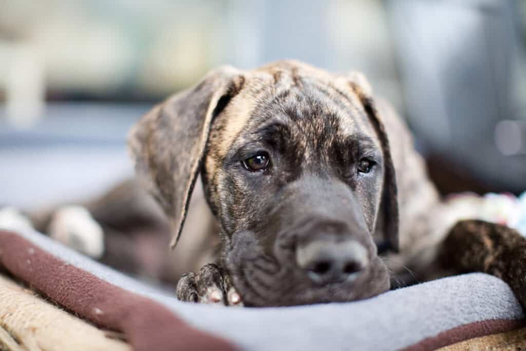 great dane puppy laying down