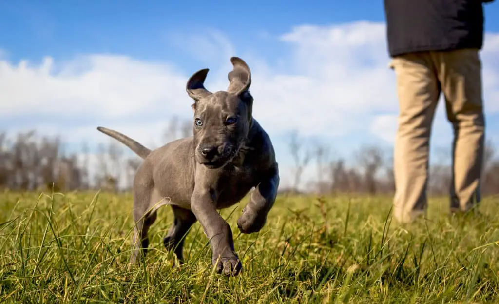 great dane puppy running
