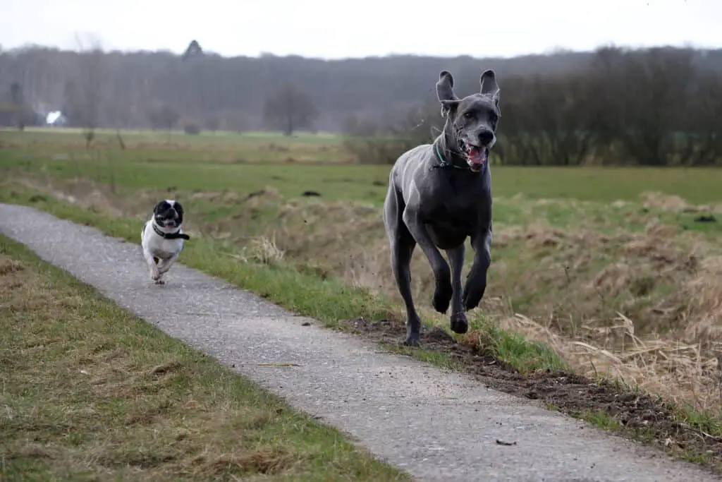 great dane running with French bulldog