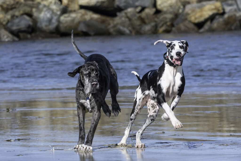 great dane running with another great dane 