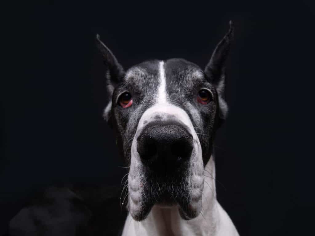 great dane sitting and looking