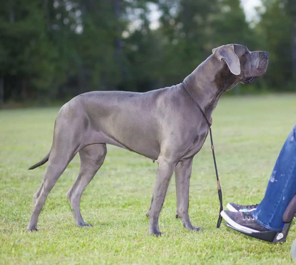 great dane standing up to owner