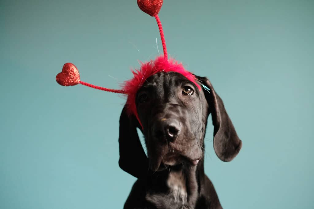 great dane with heart band