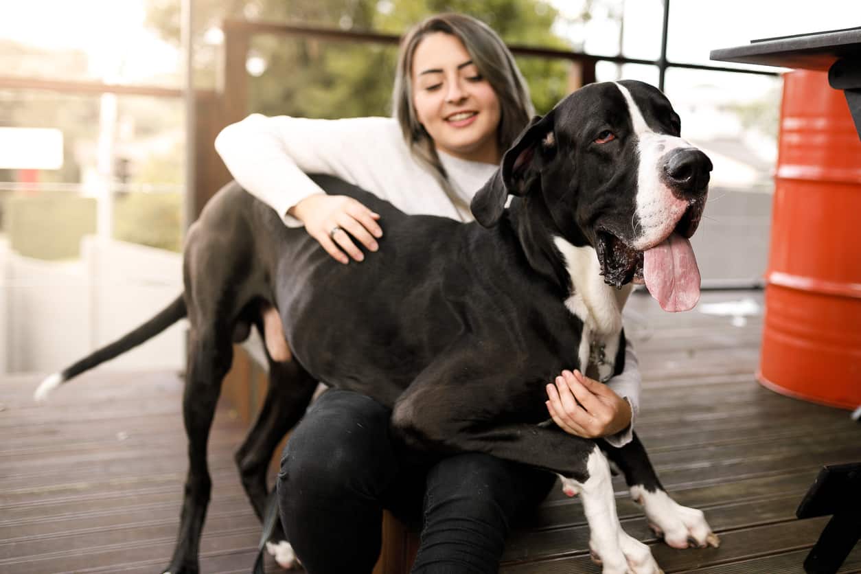 great dane with its owner
