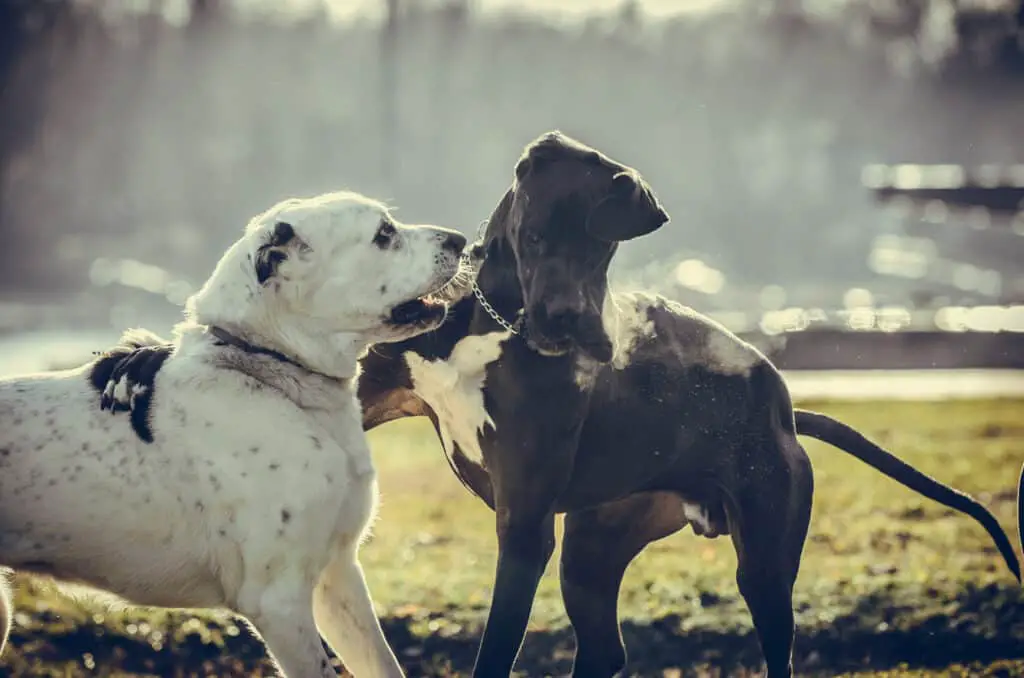 great dane with pal on other dog