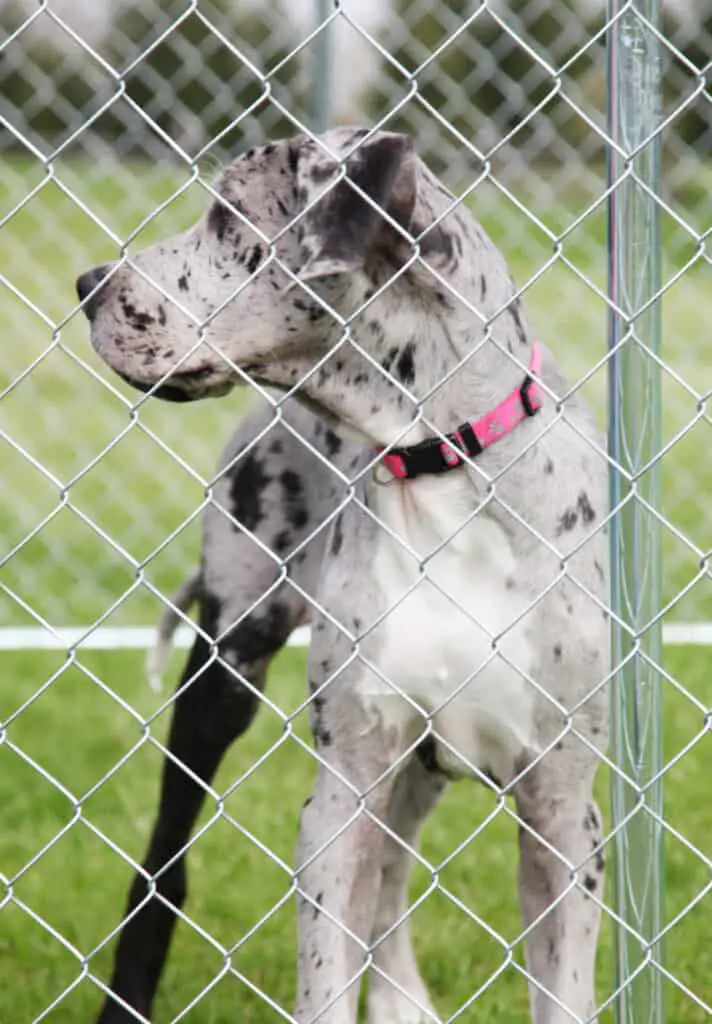 great dane in cage