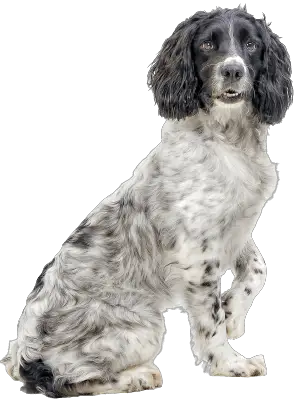 do russian spaniels shed