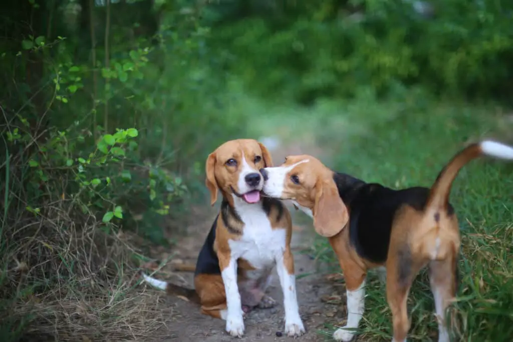 2 beagles