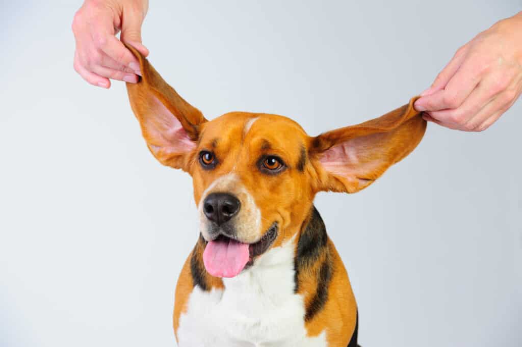 beagle and a person holding the ears up