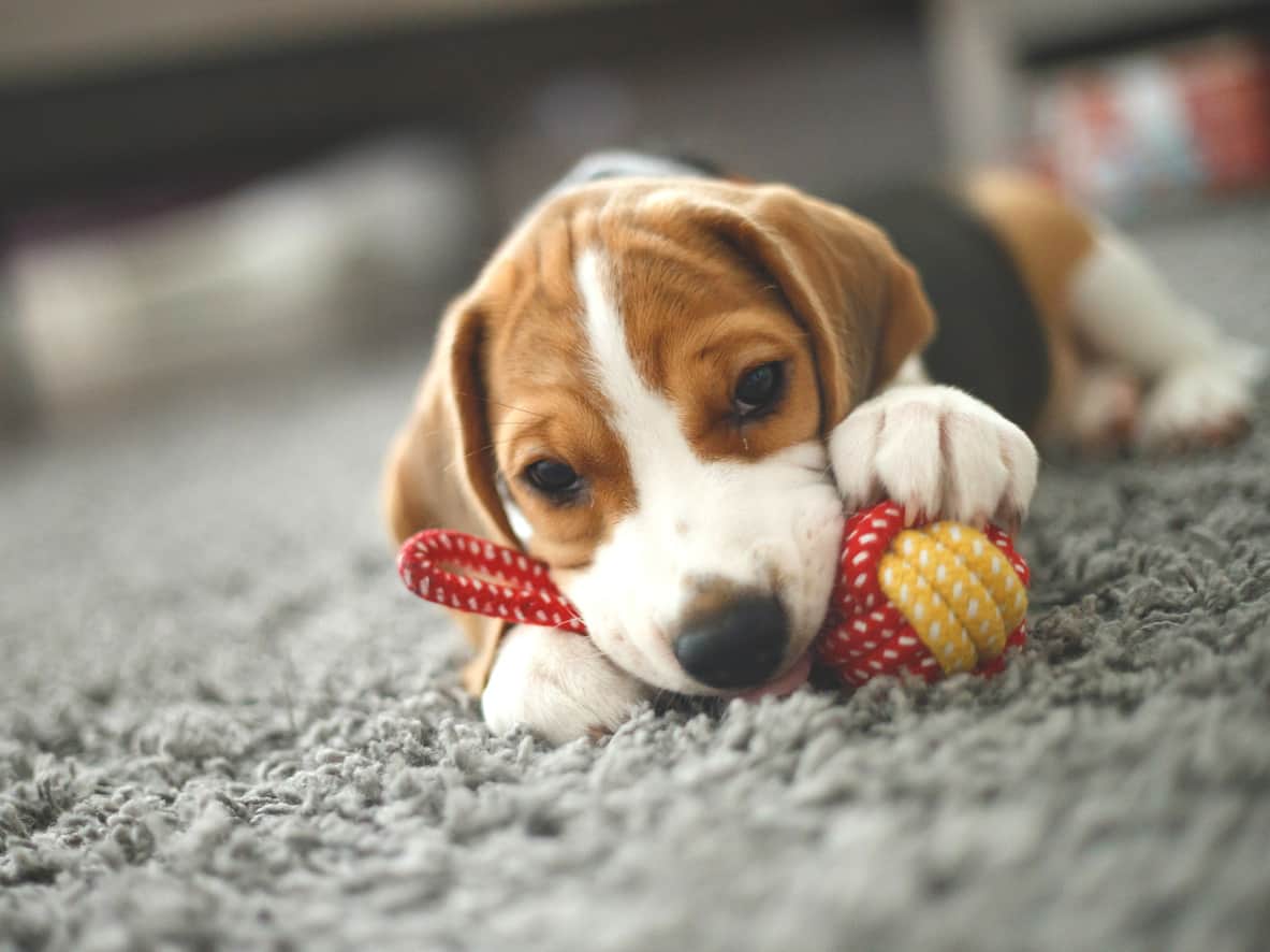beagle chewing on toy