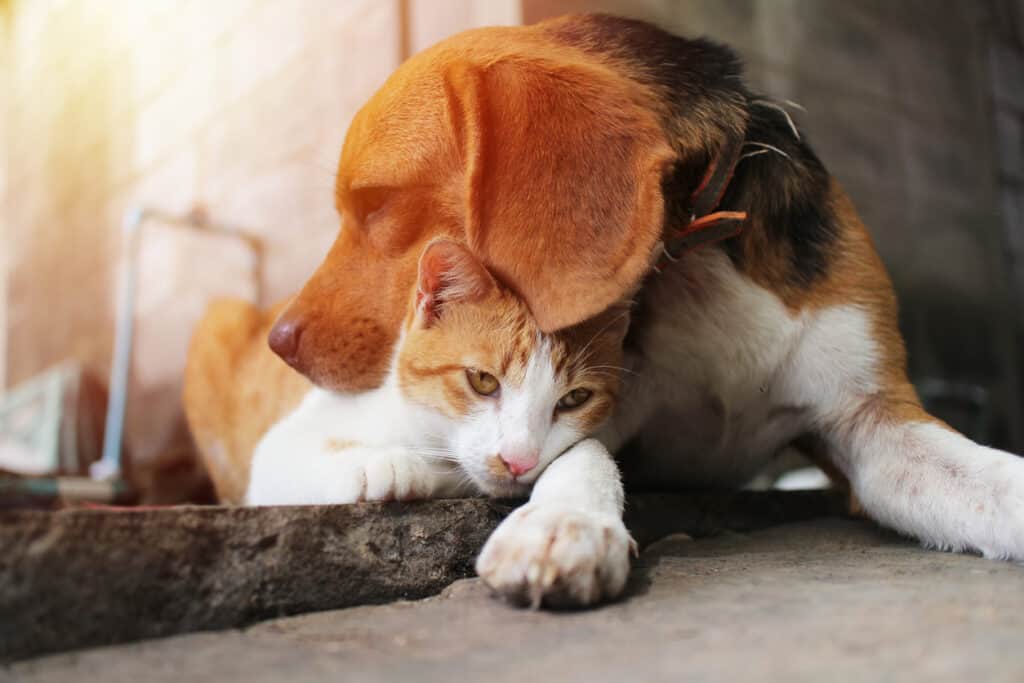 beagle comforting cat
