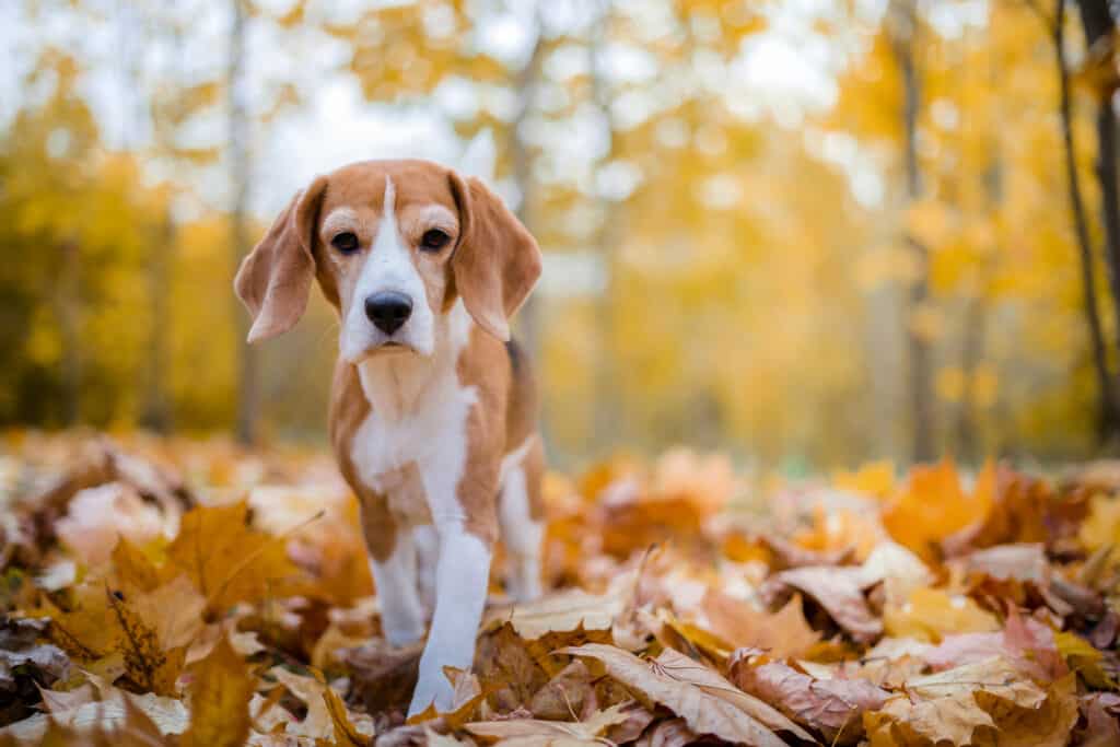 beagle dog walking in leaf's