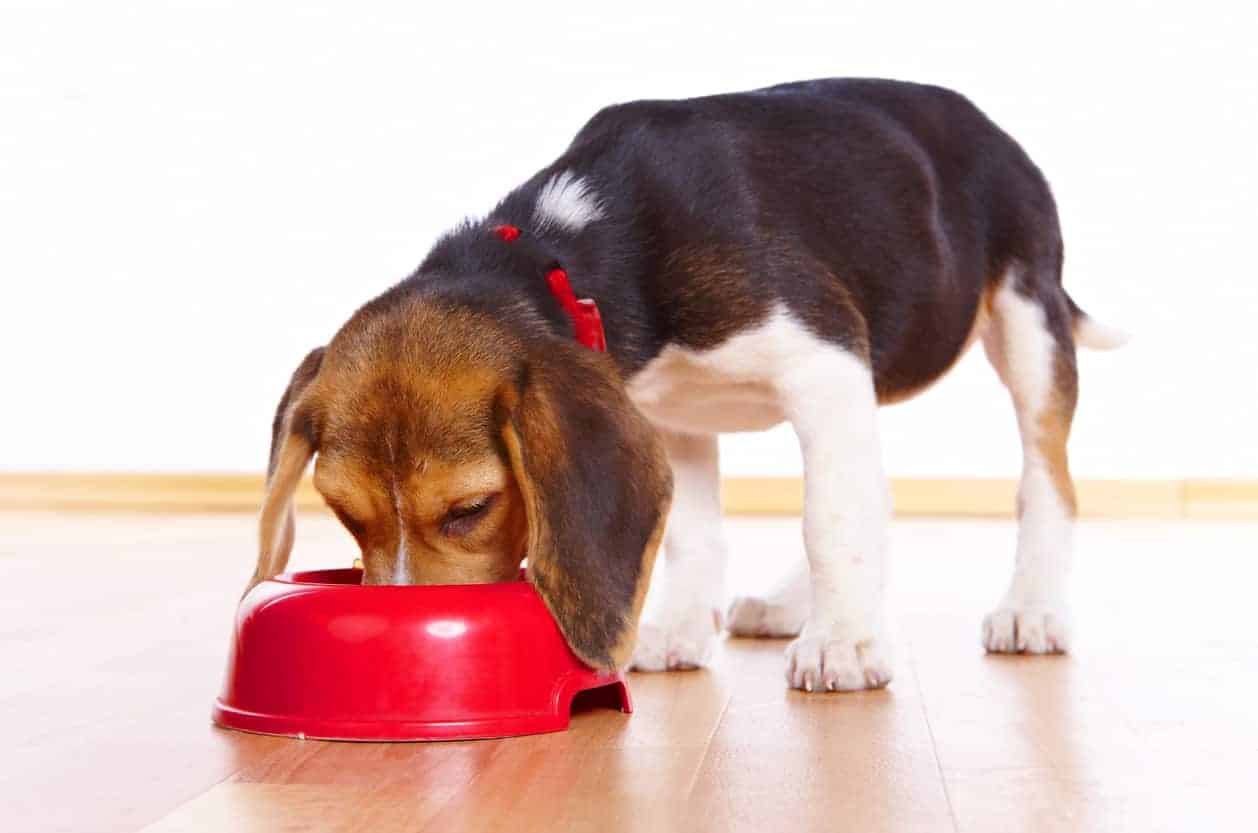beagle eating food in red bull