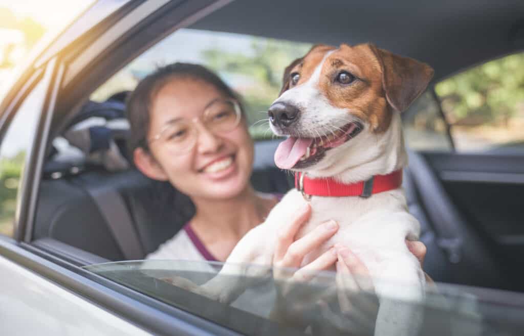 beagle in car