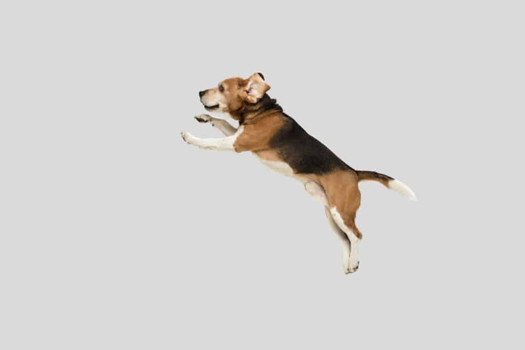 beagle jumping high
