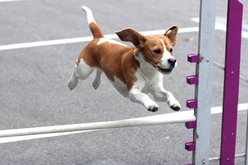 beagle jumping over post