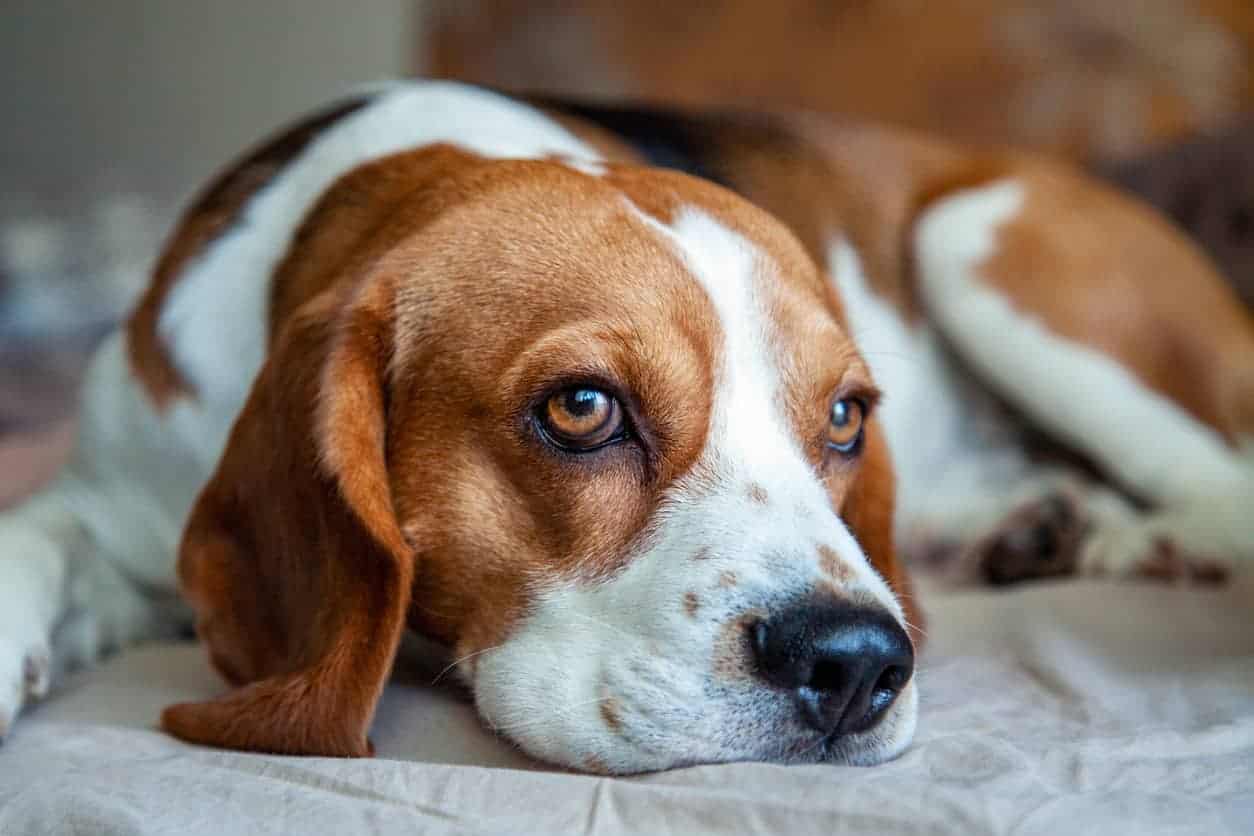 beagle laying down